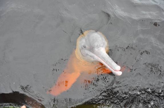 Boto Cor de Rosa espera por um pedaço de peixe, em Novo Airão - AM